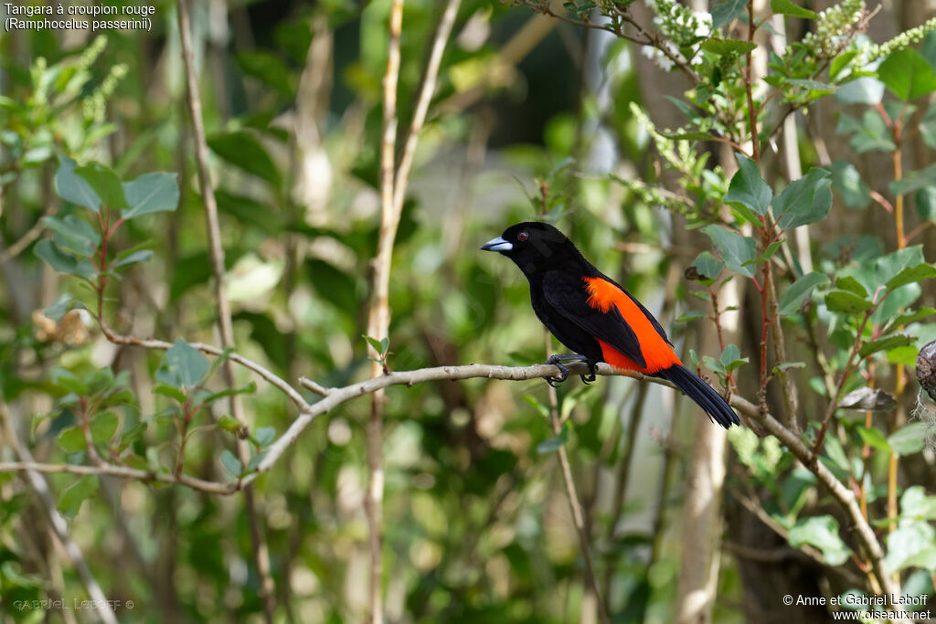 Scarlet-rumped Tanager male adult