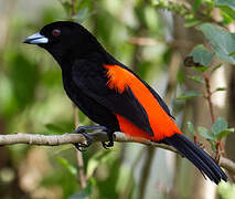 Scarlet-rumped Tanager