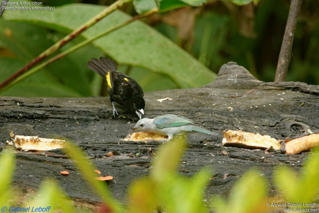 Lemon-rumped Tanager male subadult