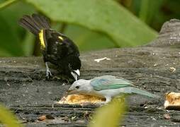 Lemon-rumped Tanager