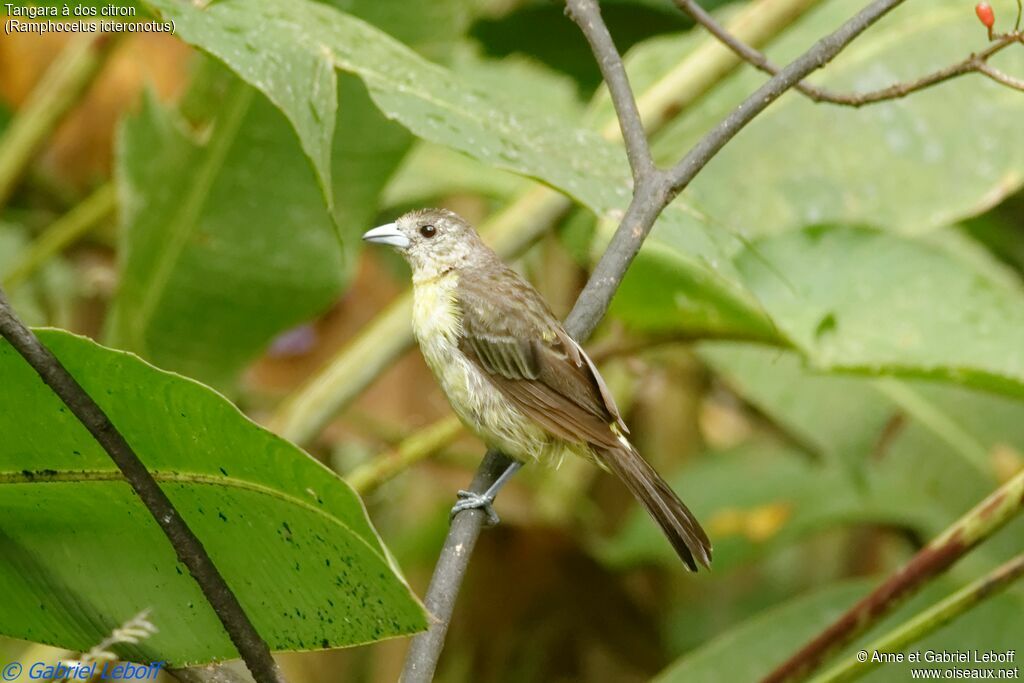 Lemon-rumped Tanager male First year, identification