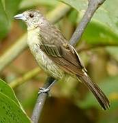 Lemon-rumped Tanager