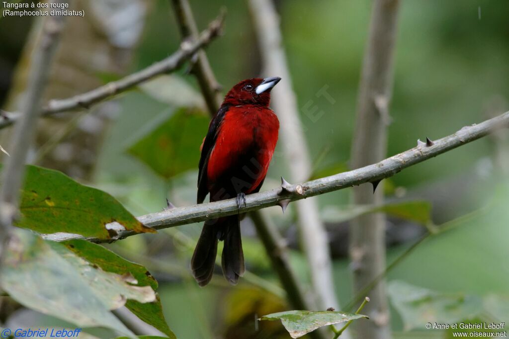 Tangara à dos rouge mâle adulte