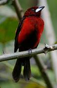 Crimson-backed Tanager