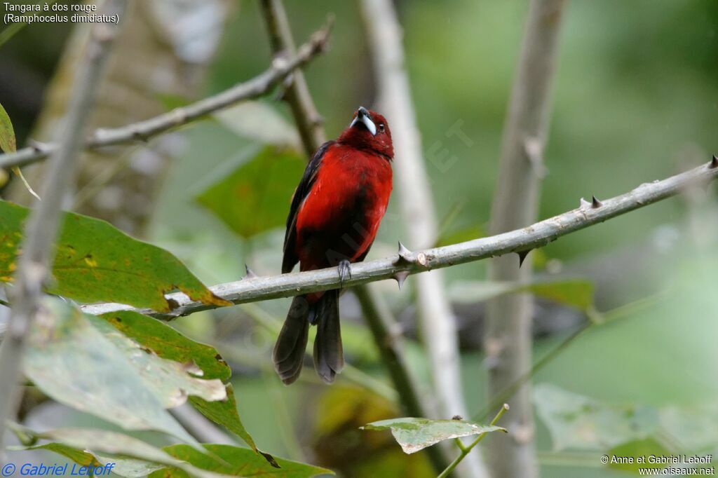 Crimson-backed Tanager male adult