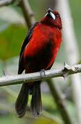 Crimson-backed Tanager