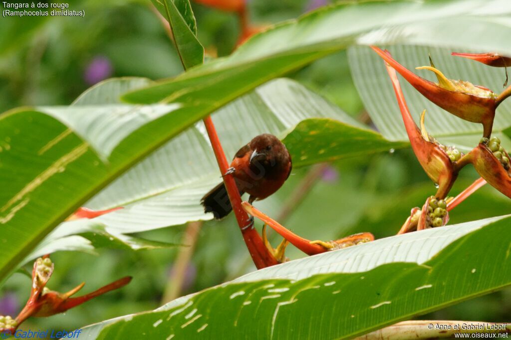 Crimson-backed Tanager female adult