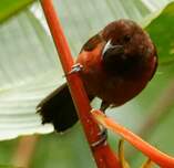 Tangara à dos rouge