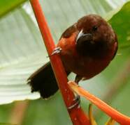 Crimson-backed Tanager