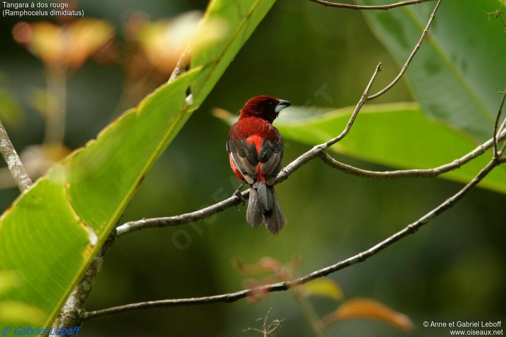 Tangara à dos rouge mâle immature