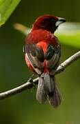 Crimson-backed Tanager