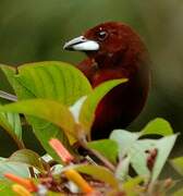 Crimson-backed Tanager