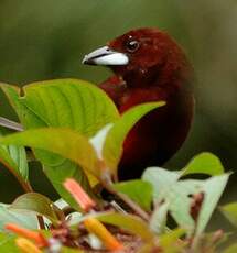 Tangara à dos rouge