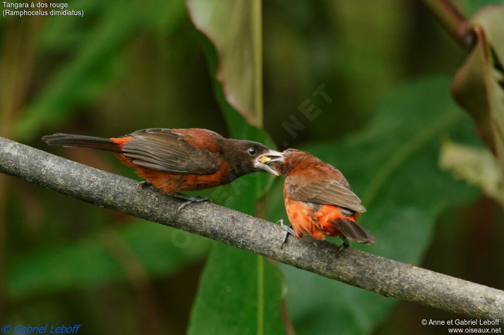 Tangara à dos rouge femelle, Comportement