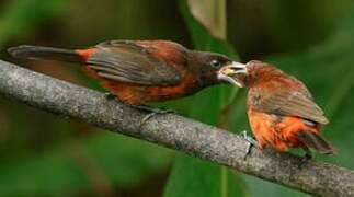 Crimson-backed Tanager