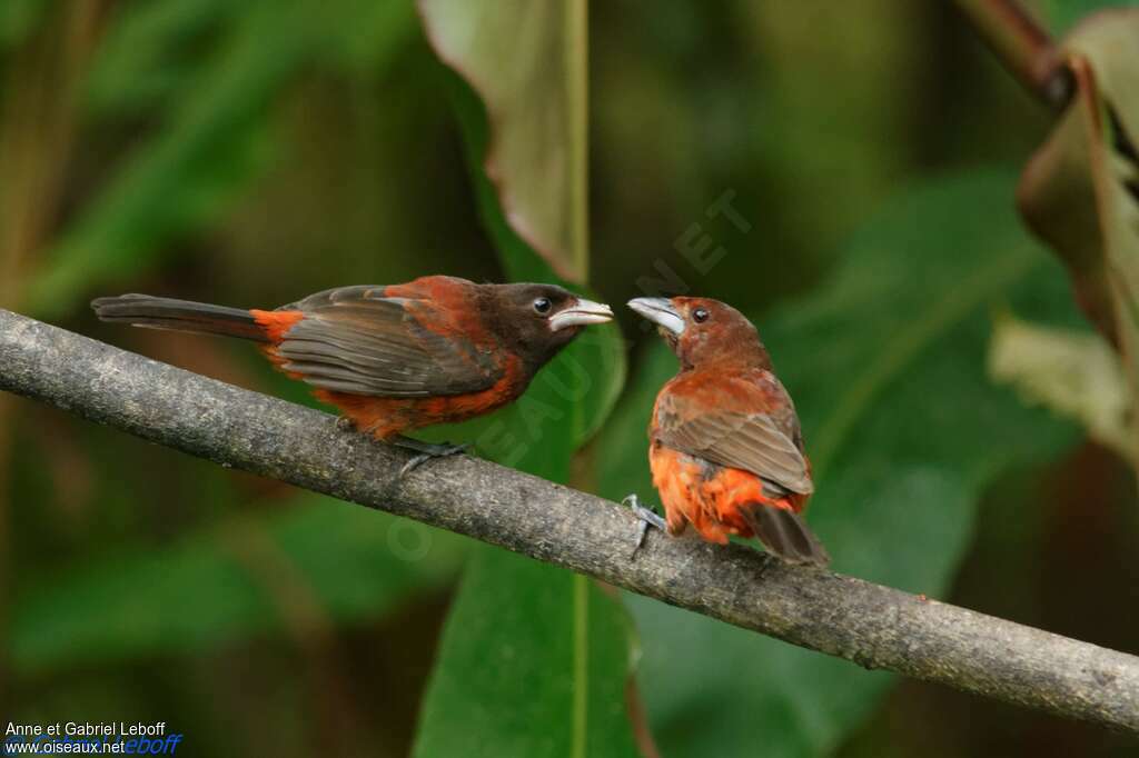 Crimson-backed Tanager, Behaviour