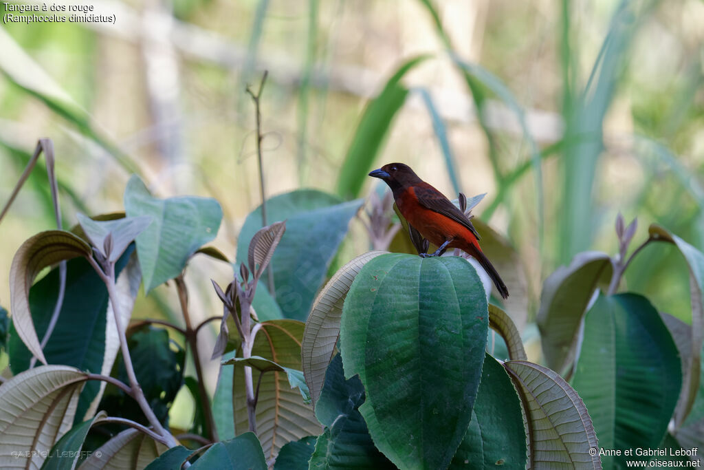 Tangara à dos rouge mâle