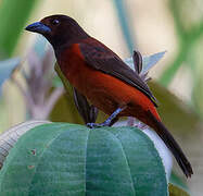 Crimson-backed Tanager