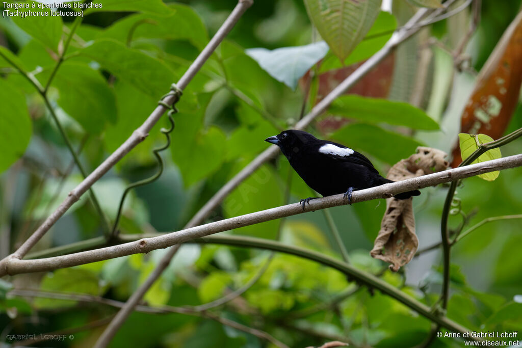 Tangara à épaulettes blanches mâle