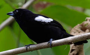 White-shouldered Tanager