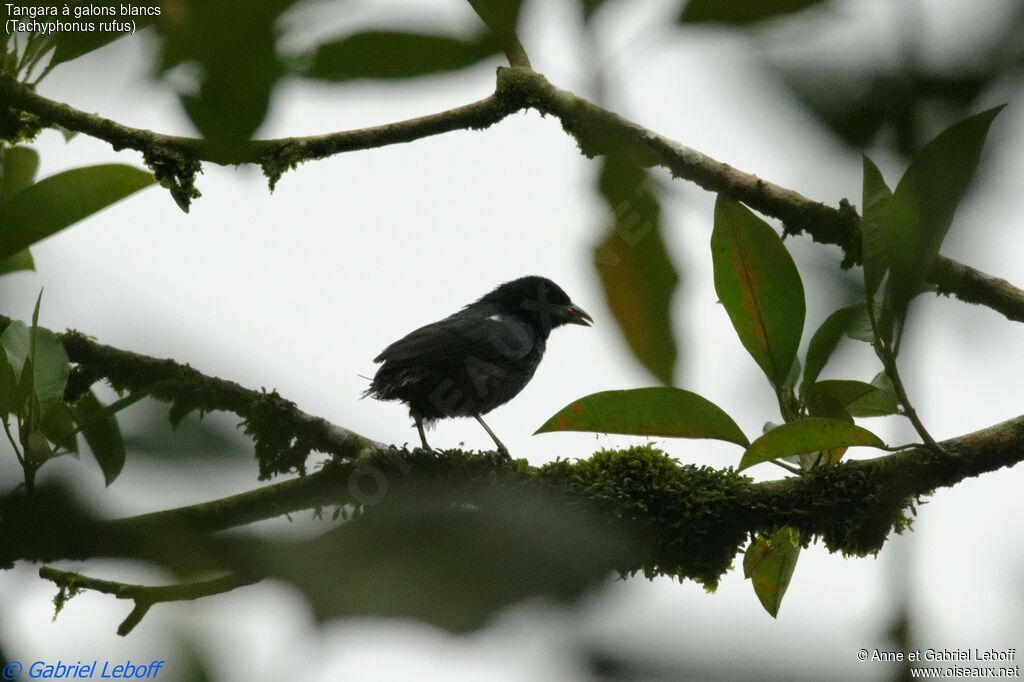 White-lined Tanager male adult