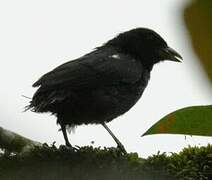 White-lined Tanager