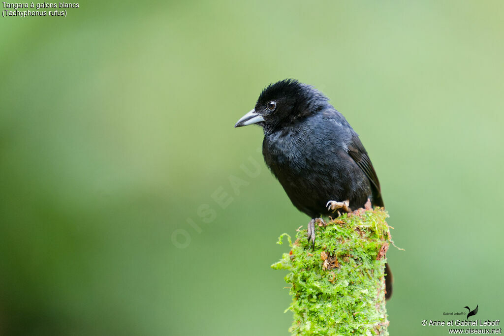 White-lined Tanager