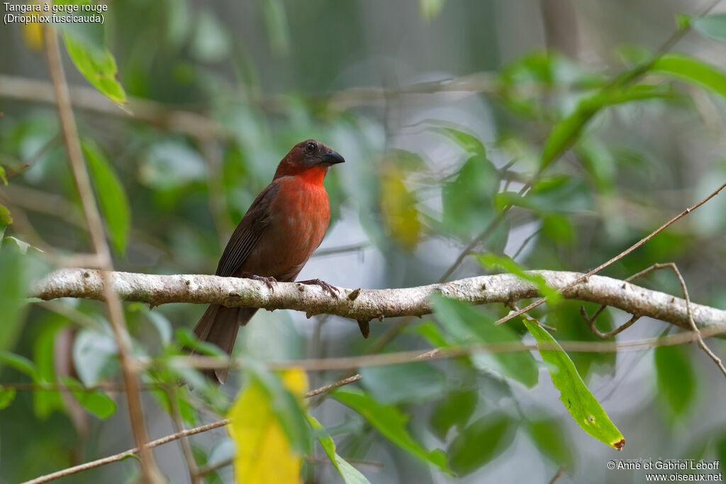 Tangara à gorge rouge mâle