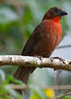 Tangara à gorge rouge