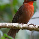 Tangara à gorge rouge