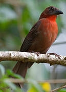 Red-throated Ant Tanager