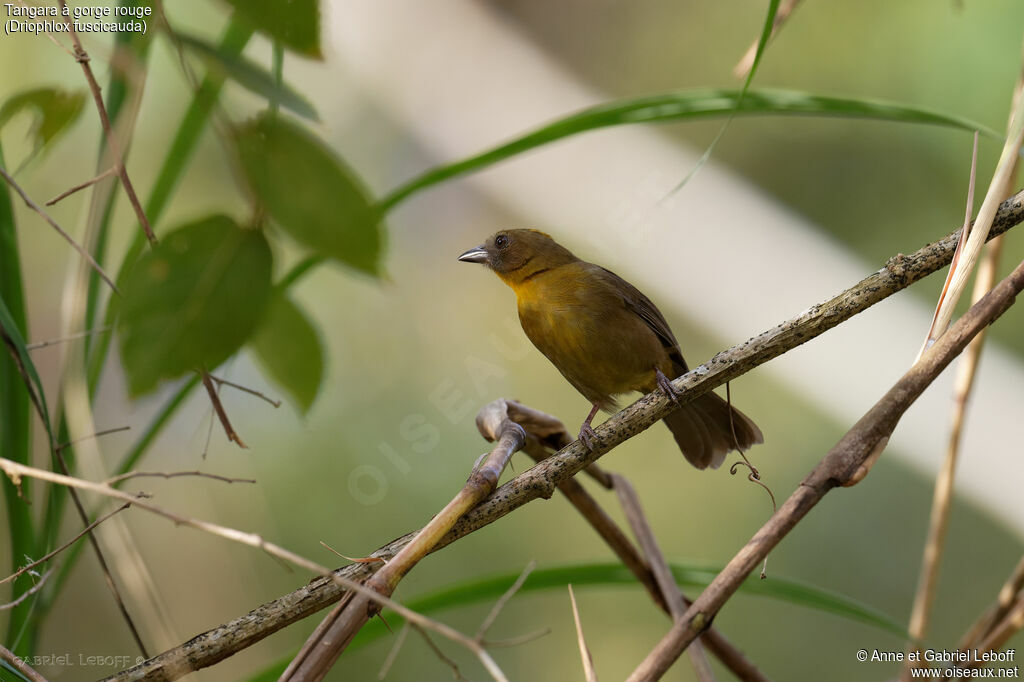 Red-throated Ant Tanager female