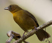 Red-throated Ant Tanager