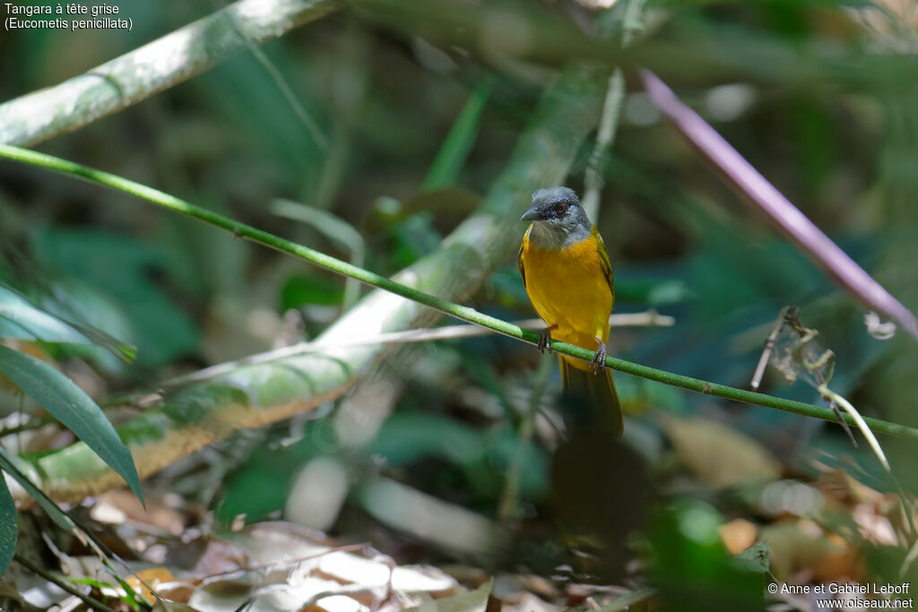 Grey-headed Tanager