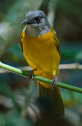 Grey-headed Tanager