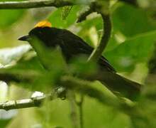 Tawny-crested Tanager