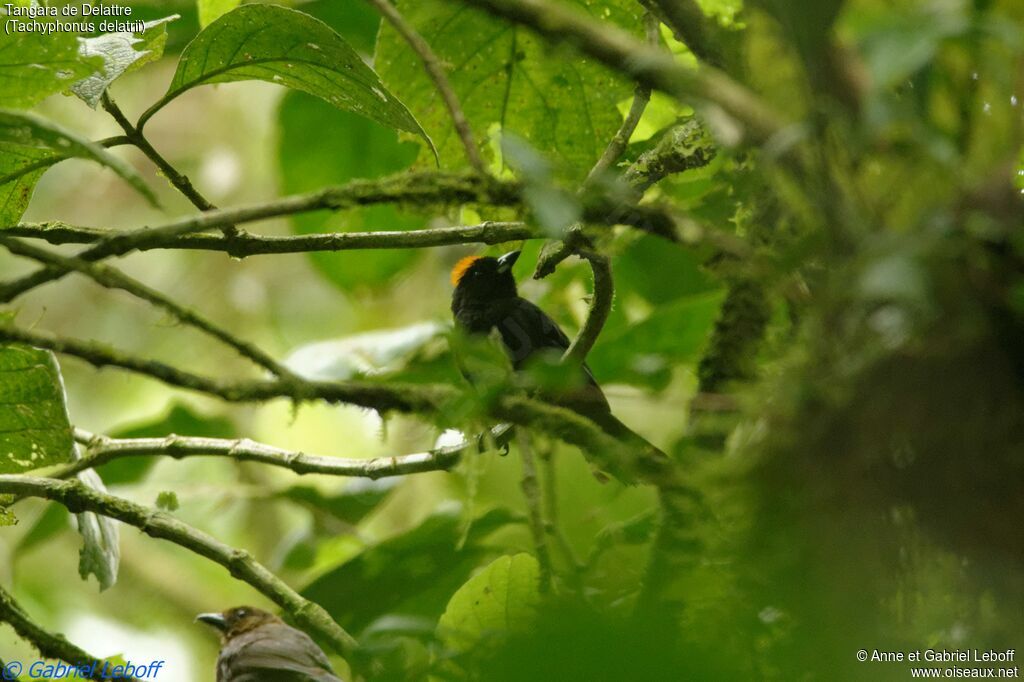 Tawny-crested Tanager male adult