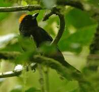 Tawny-crested Tanager