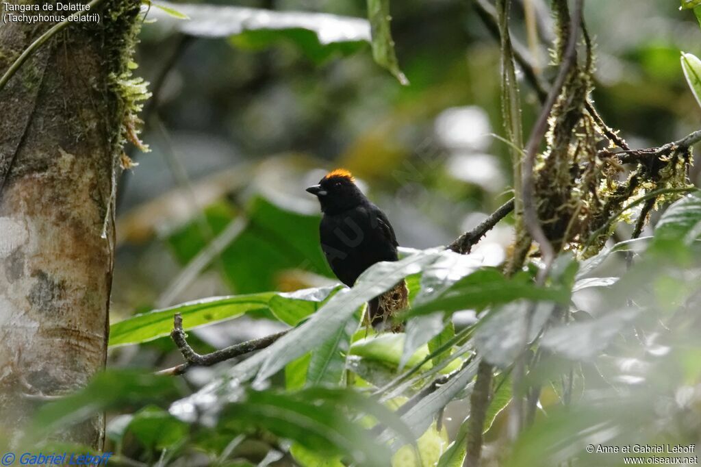 Tawny-crested Tanager male adult