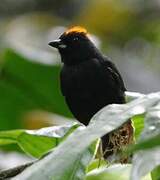 Tawny-crested Tanager