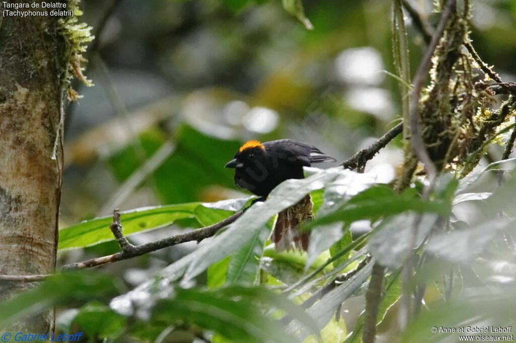 Tawny-crested Tanager male adult