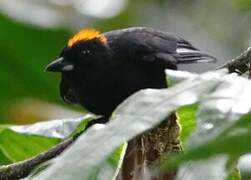 Tawny-crested Tanager