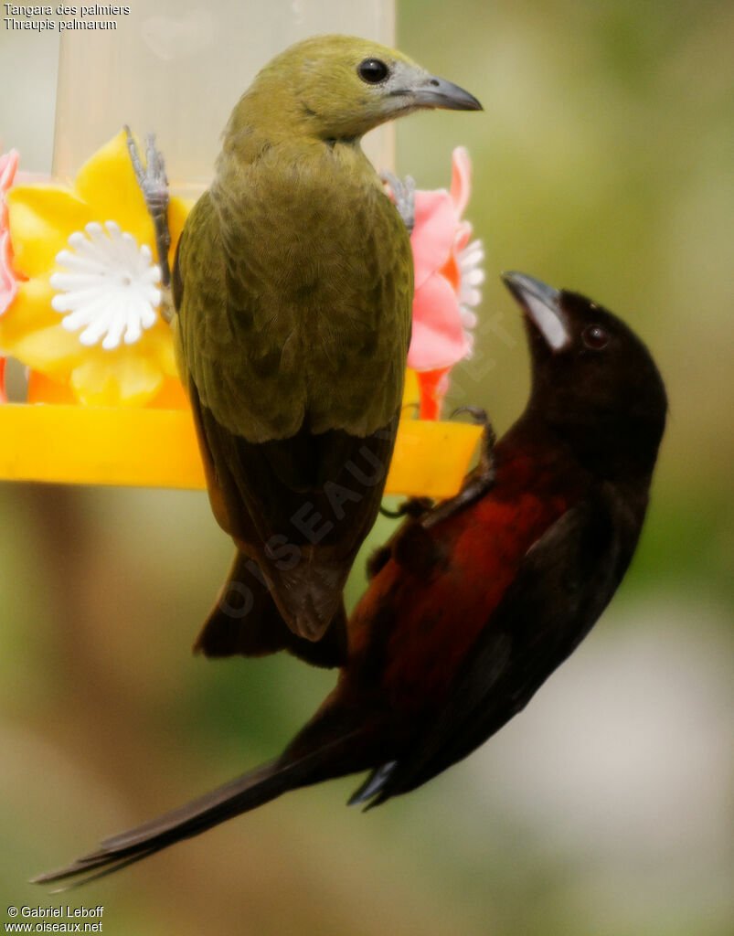 Palm Tanager