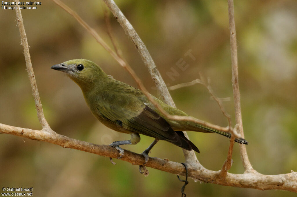 Palm Tanager