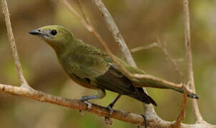 Palm Tanager