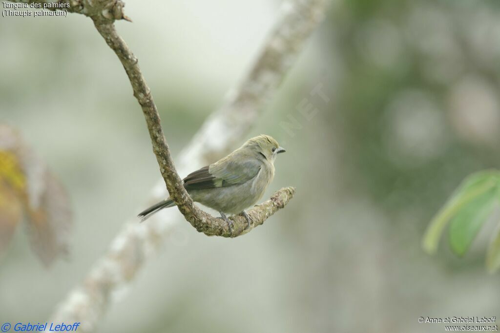 Palm Tanager