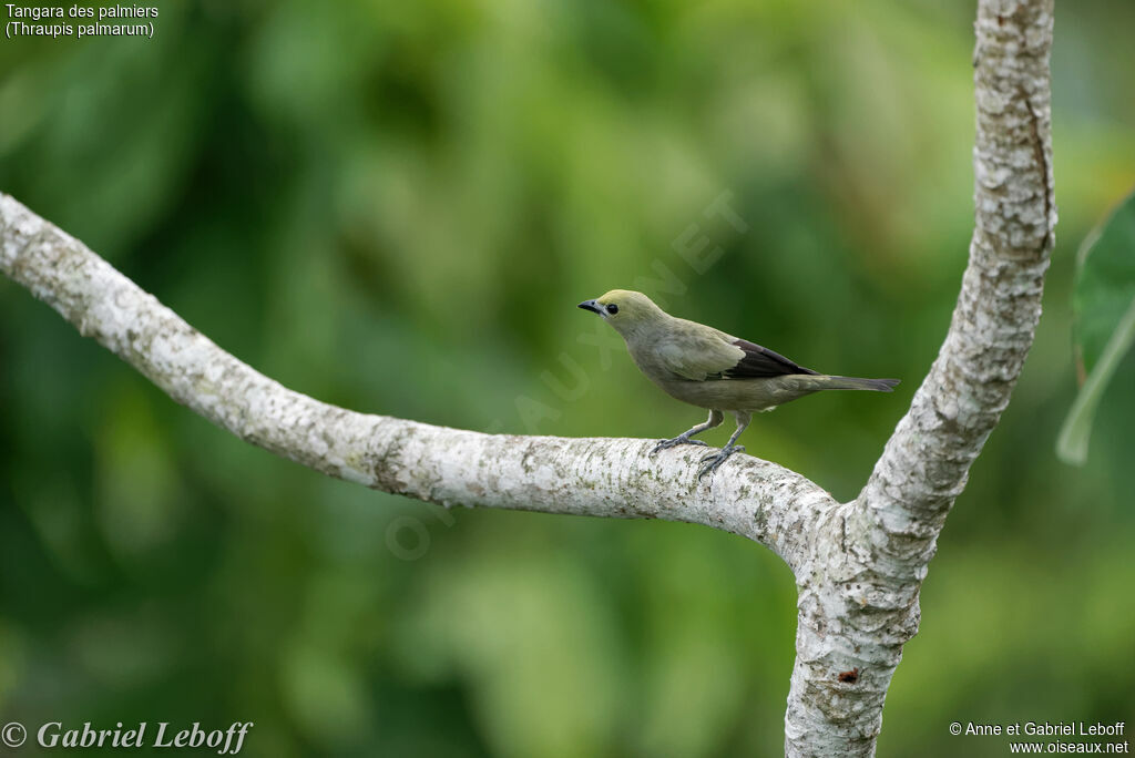 Palm Tanager