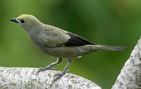 Palm Tanager