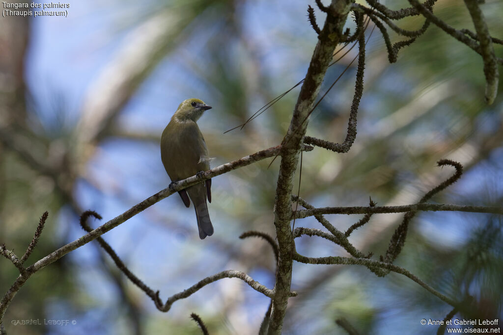 Palm Tanager