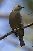 Palm Tanager